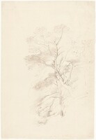 A Beech Wood