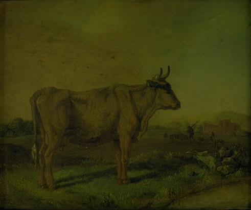 A Cow
