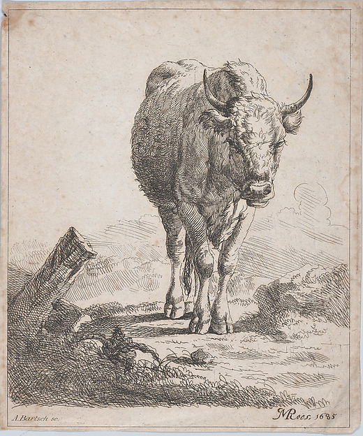 A cow, seen from the front