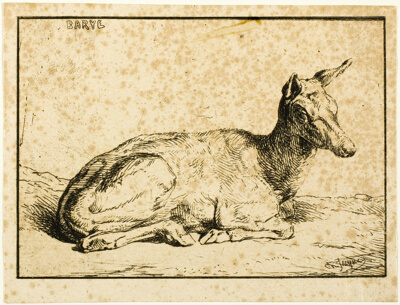 A Doe