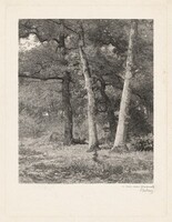 A Forest Clearing