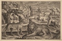 A Leopard and Two Lions