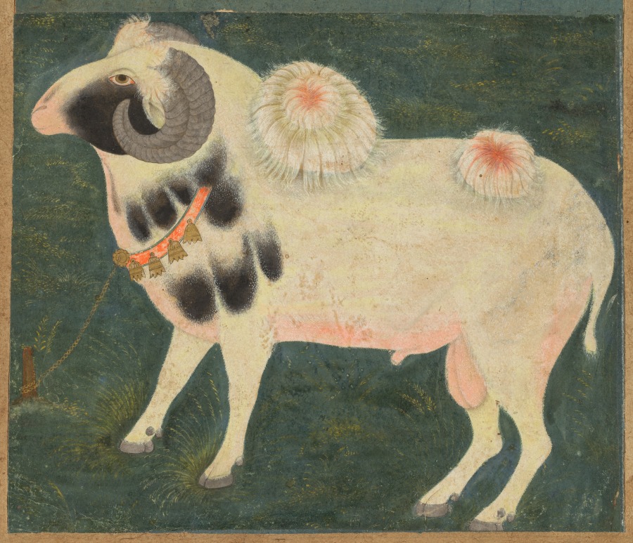 A royal ram with a gold chain