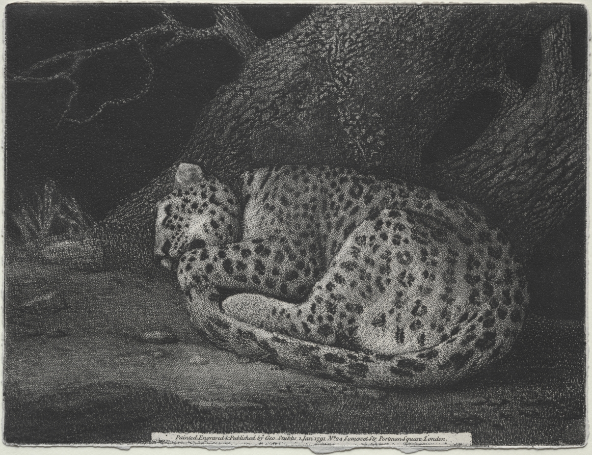 A Sleeping Leopard