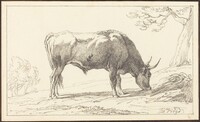 A Young Bull Grazing