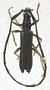 Abauba iani