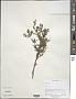 Abelia sp.
