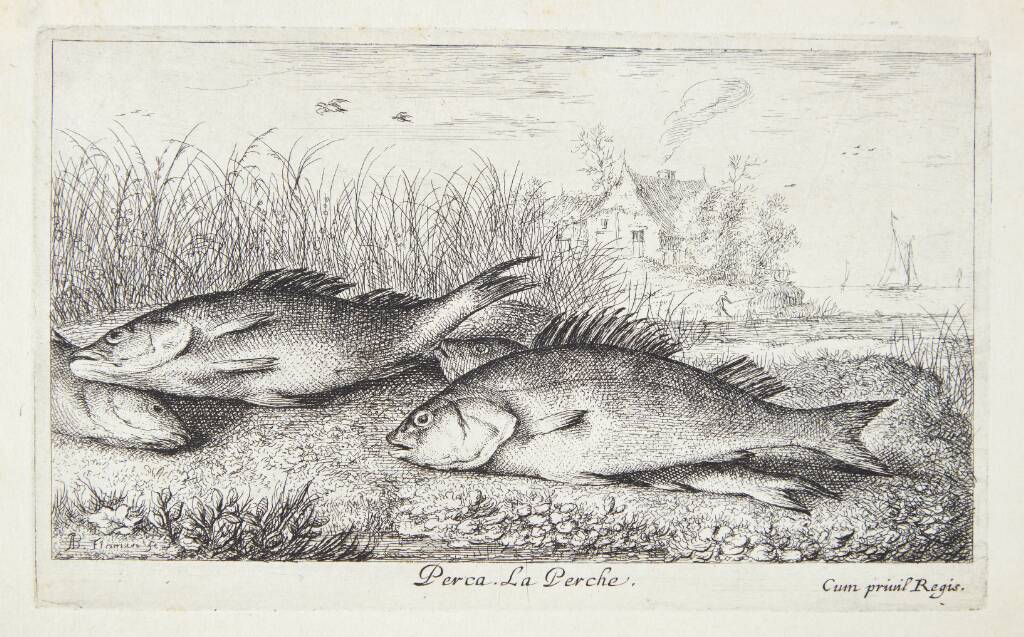 Aborre (Perca)