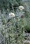 Abronia sp.