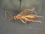 Absyrtus arealis
