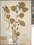 Abutilon albescens Miq.