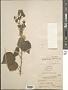 Abutilon auritum (Link) Sweet