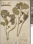 Abutilon avicennae Gaertn.