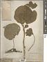 Abutilon avicennae Gaertn.