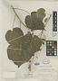 Abutilon calderonii Standl.