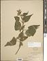 Abutilon dugesii S. Watson