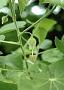 Abutilon eremitopetalum Caum
