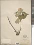 Abutilon hypoleucum A. Gray