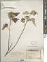 Abutilon hypoleucum A. Gray