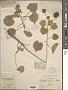 Abutilon indicum (L.) Sweet