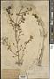 Abutilon indicum (L.) Sweet