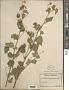 Abutilon indicum (L.) Sweet