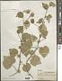 Abutilon indicum (L.) Sweet