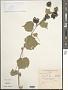 Abutilon indicum (L.) Sweet
