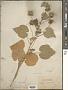 Abutilon indicum (L.) Sweet