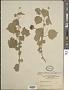 Abutilon indicum (L.) Sweet