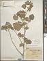 Abutilon indicum (L.) Sweet