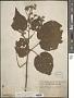 Abutilon longicuspe A. Rich.
