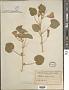 Abutilon mitchellii Benth.