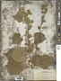 Abutilon palmeri A. Gray