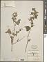 Abutilon permolle (Willd.) Sweet