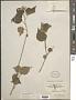 Abutilon permolle (Willd.) Sweet