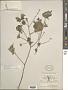 Abutilon permolle (Willd.) Sweet