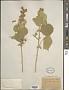 Abutilon pycnodon Hochr.