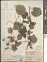 Abutilon reflexum (Lam.) Sweet