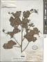 Abutilon reflexum (Lam.) Sweet