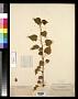 Abutilon scabrum S. Watson