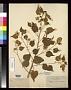Abutilon scabrum S. Watson