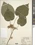 Abutilon sinense Oliv.