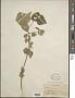 Abutilon sp.
