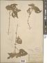 Abutilon sp.