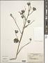 Abutilon sp.