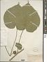 Abutilon theophrasti Medik.