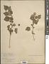 Abutilon wrightii A. Gray