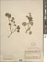 Abutilon wrightii A. Gray
