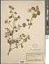Abutilon wrightii A. Gray